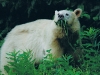 spiritbear.jpg